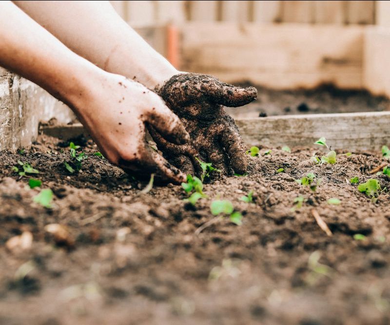 Giardinaggio, passione tutta italiana: il verde che fa bene alla casa e all’anima